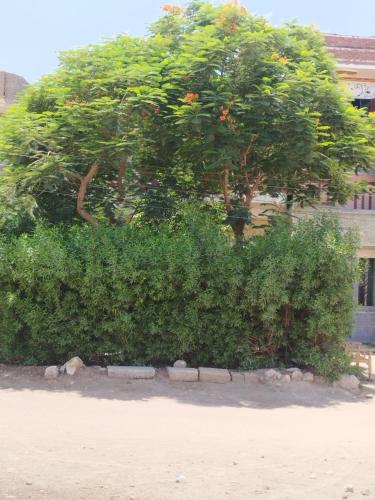 un gran arbusto con un árbol delante de un edificio en Al Saeed Family Hostel 