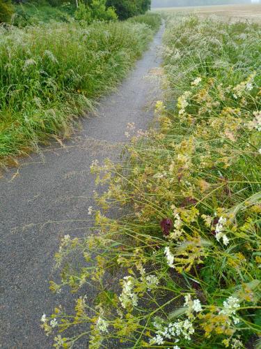 a path in a field with flowers on it at Maison d'hôtes les roses trémières in Saclay