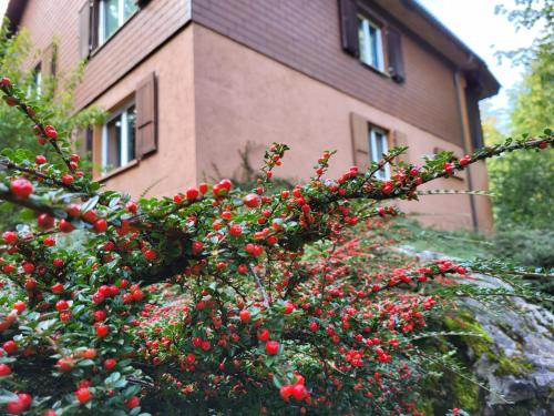 a bush with red berries in front of a building at Ferienhaus Bärschwendi in Lungern