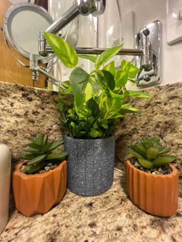 due piante in vaso su un bancone in un bagno di Casa Mauá 402 a Rio de Janeiro