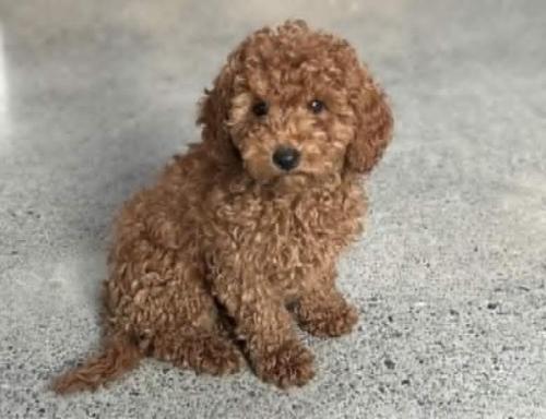 a small brown dog sitting on the floor at Boutique Art Retreat in Upper Hutt