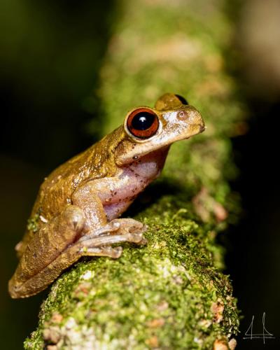 a frog sitting on top of a rock at Hotel Rio in La Ceiba