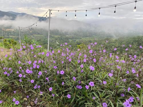 a field of purple flowers with lights in the sky at Hakka Villa 客家土楼 in Lengging
