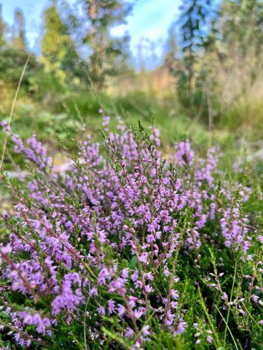 Zahrada ubytování Fjällstugan i Funäsdalen