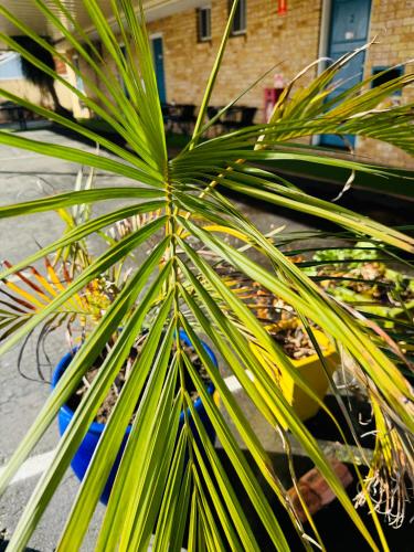 a close up of a palm tree at Town and Country Motor Inn in Tamworth