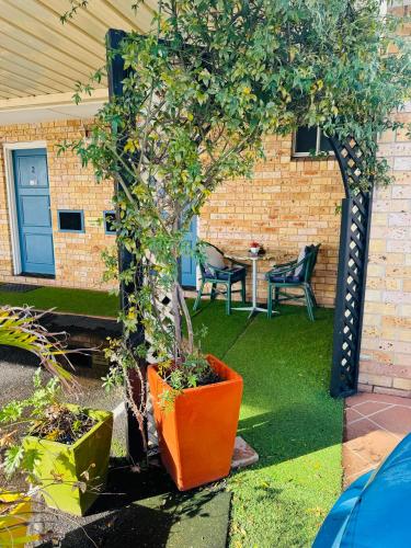 an orange pot with a tree in a yard at Town and Country Motor Inn in Tamworth