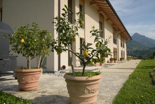 two potted trees in large pots next to a building at La casa di Maia - Alloggio Agrituristico in Pedavena