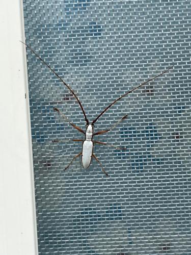 a spider hanging on the side of a window at 海闊天空 丁一的家民宿 Pacific Ocean View in Chenggong
