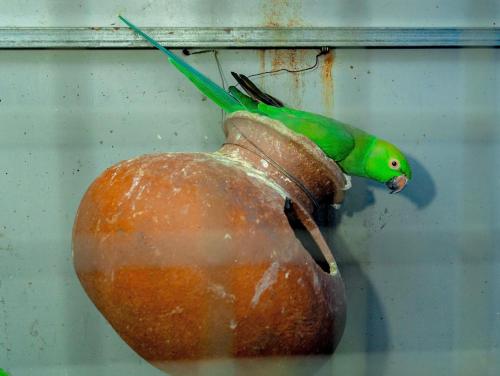 a green parrot sitting on top of a cup at Villa Exora Pasikudha in Batticaloa