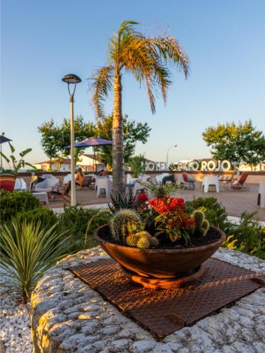 a bowl of succulents and flowers on a table at Pato Rojo in Punta Umbría