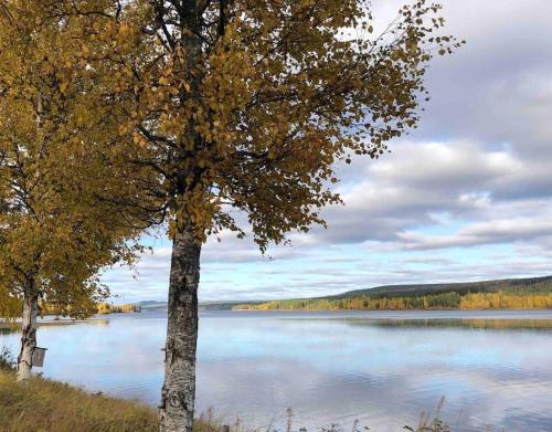 two trees on the shore of a large lake at Hus i Lappland in Harads