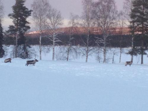 three deer walking through a snow covered field at Hus i Lappland in Harads