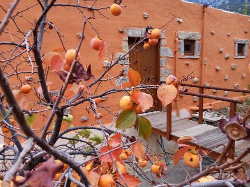 an orange tree in front of a building at Akros Oreon Houses in Káto Sími