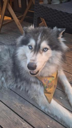 a husky dog wearing a bandana laying on a deck at Tumba Sisli Vadi in Kartepe