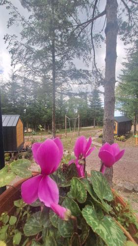a group of pink flowers in front of a tree at Tumba Sisli Vadi in Kartepe