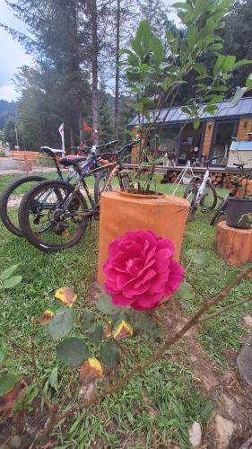a plant in a pot next to a bike at Tumba Sisli Vadi in Kartepe