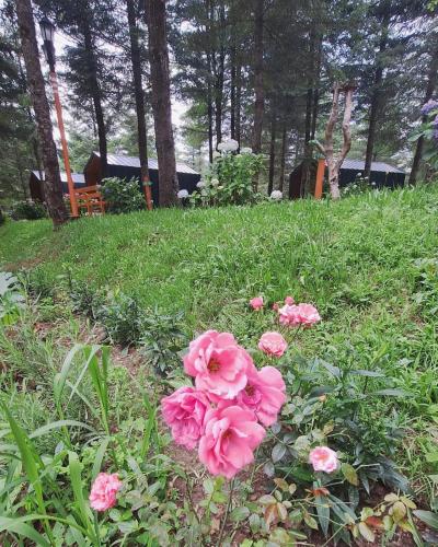 a group of pink flowers in the grass at Tumba Sisli Vadi in Kartepe