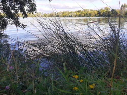 une vue sur une étendue d'eau avec de l'herbe haute dans l'établissement segura, à LʼIsle-Jourdain