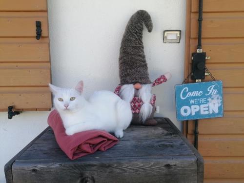 a white cat sitting on top of a wooden box at B&B Sass de Mura in Fiera di Primiero