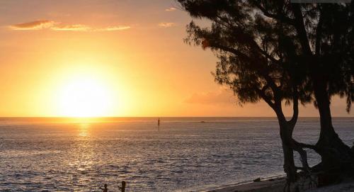 una puesta de sol sobre el océano con un árbol en la playa en Etoile de la mer, en Saint-Paul