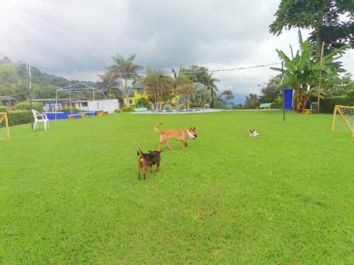 two dogs are playing in a field of grass at Finca Hotel Santa Clara in Calarcá
