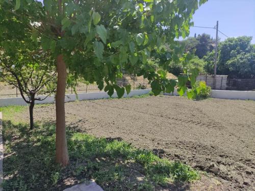 a tree in the middle of a dirt field at Anastasia's house in Oktonía