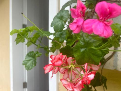 a bunch of pink flowers in a vase at Bela Vista Hospedagem in Joinville