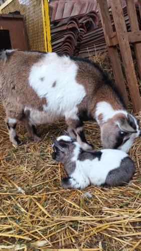 a couple of animals standing in the hay at L'Adele Bed & Breakfast in Occimiano