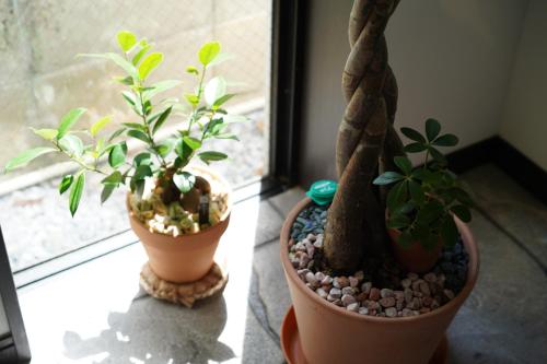 two plants in pots sitting next to a window at 沖縄空手ホテル アイオライト豊見城 in Tomigusuku