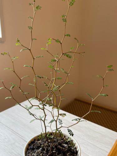 a plant in a pot sitting on a table at 下町立石駅近民泊美幸 in Tokyo