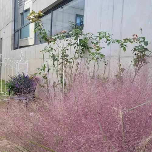 Κήπος έξω από το Chuncheon Onda Poolvilla