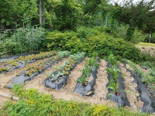a garden with plants in black plastic sacks at Danyang mulgoeul pension in Danyang