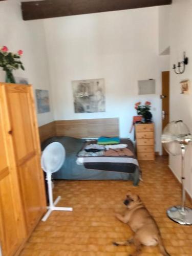 un chien dormant à même le sol dans une chambre dans l'établissement Appartement résidentiel, à Plage dʼArgelès