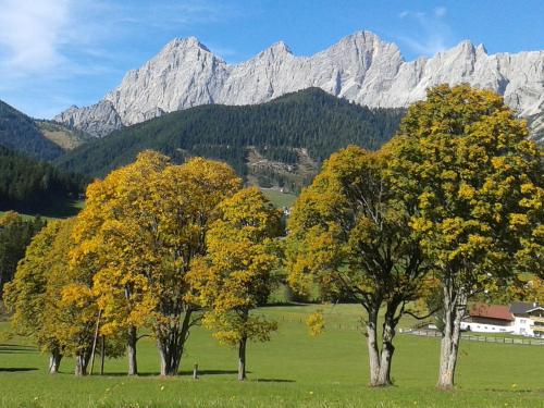 a group of trees in a field with mountains in the background at Apartment Österreich in Ramsau am Dachstein