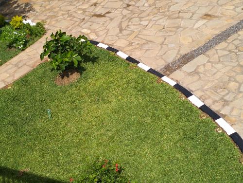 a patch of grass with a plant in the middle at SHIMBA SPRINGS MBUYU. ( Malindi) in Malindi