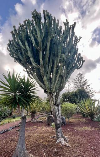 Taman di luar Zen Ocean View House Tenerife