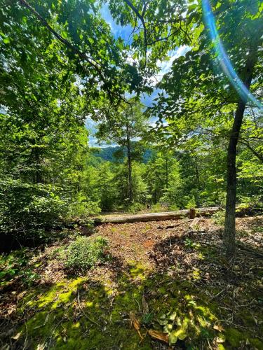 a path in a wooded area with trees at Tiny House, WIFI,Hot tub,Secluded in Cosby