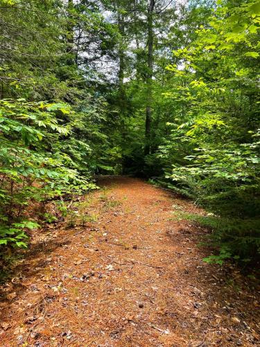 a dirt road in the middle of a forest at Tiny House, WIFI,Hot tub,Secluded in Cosby