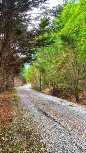 a gravel road with trees on either side at Tiny House, WIFI,Hot tub,Secluded in Cosby