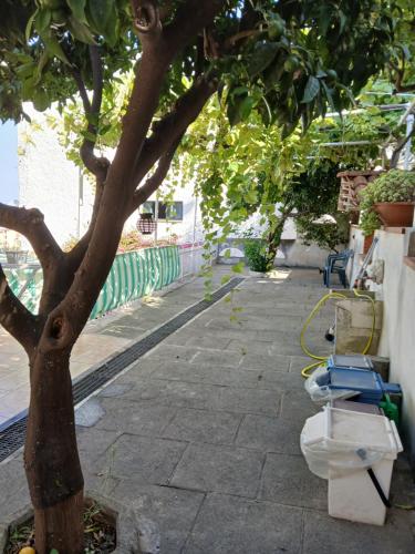 a tree with a toilet sitting next to a sidewalk at Le Zagare b&b in Paola