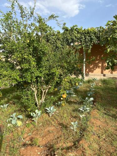 Ein Garten an der Unterkunft Kasbah des merveilles Dades
