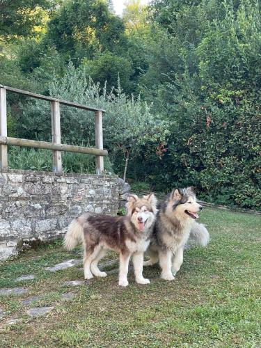 two dogs standing next to each other in a yard at Maison en Pierre in Fiastra