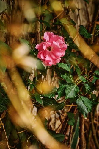 a pink flower on a bush with green leaves at Hotel Deutschmeister in Vienna