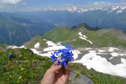 a person holding a bunch of blue flowers on a mountain at Dariani Cottage in Oni