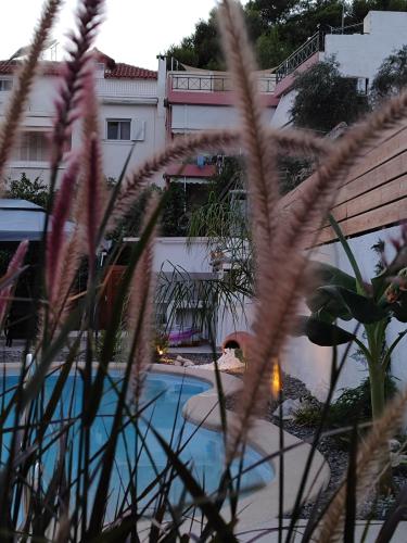 a view of a swimming pool with tall grass at Centro Stone House in Tolo