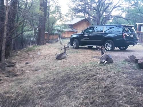 Foto dalla galleria di Ruidosos Midtown Retreat Cozy Cabin with AC a Ruidoso