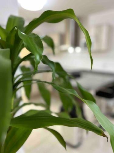 a green plant with long green leaves at Casa residencial León in San Isidro de los López
