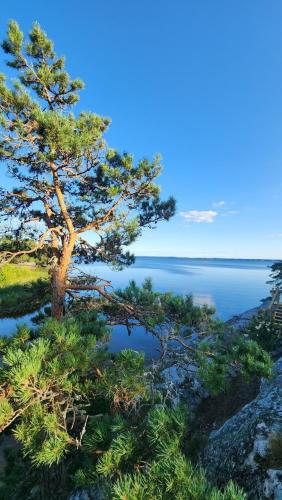 a tree on top of a hill next to the water at Vänern Lakeside Cliff House in Karlstad