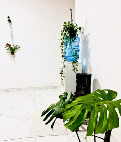 a room with a plant and a blue vase at House of Sincerity in Maharagama