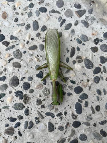 a green leaf on the ground with rocks at 春夏秋冬海景民宿Ocean View Motel in Chenggong